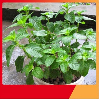 Hạt Giống Cây Bạc Hà