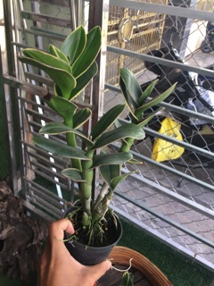 Dendro đột biến lá biên