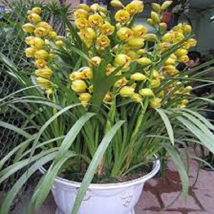CHẬU GIỐNG HOA ĐỊA LAN SATO