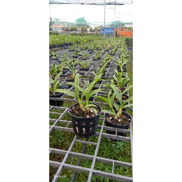 Hoa phong lan denro nắng Pensoda