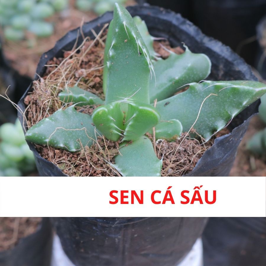 sen đá hàm cá sấu ra hoa màu vàng đẹp