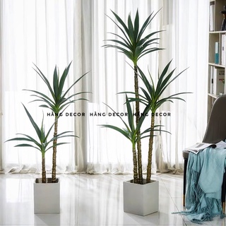 Cây phát tài núi giả, cây thiết mộc lan trang trí nhà 1m6 hằng decor