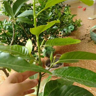 cây trầu bà (vạn niên thanh) trồng đất hoặc thủy sinh