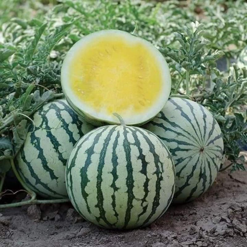 Hạt giống dưa hấu táo ruột vàng