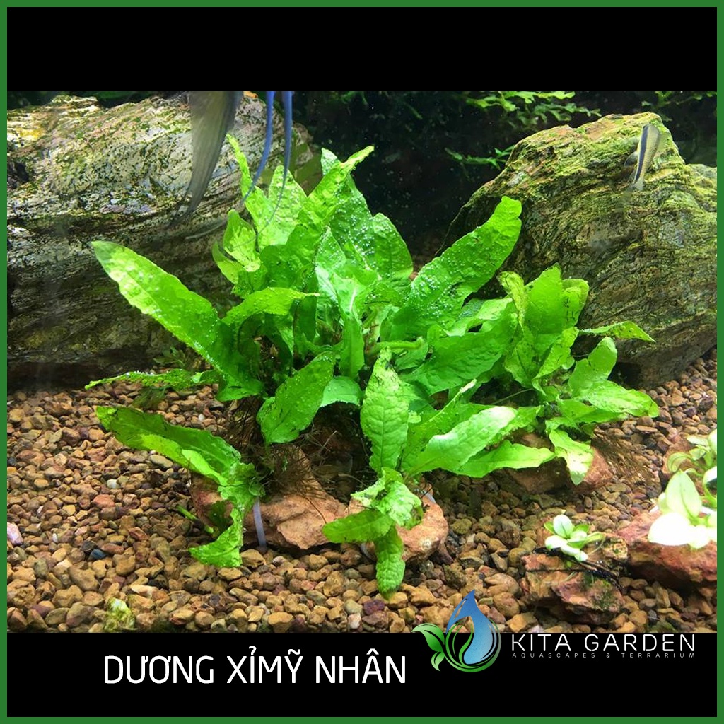 Dương Xỉ Mỹ Nhân - Cây Thủy Sinh - Cây Thủy Sinh Dễ Trồng - Không Cần Co2