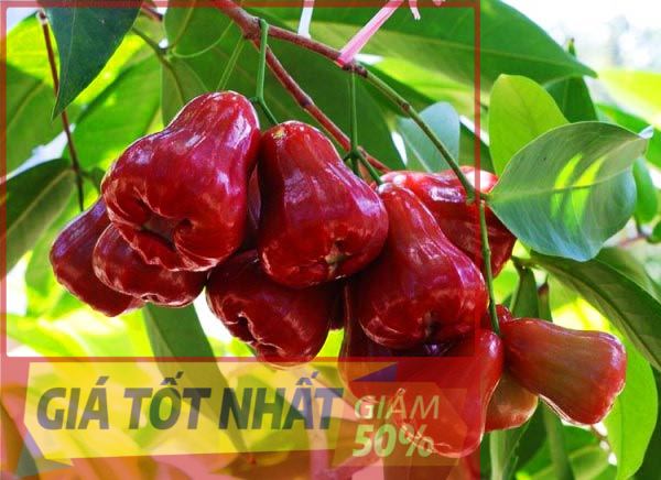 Cây ROI ĐỎ THÁI LAN ghép (chiết), cây bầu lớn quả to, siêu ngon ngọt, siêu sai, cây giống chuẩn