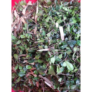 Thân lá bùm sụm phơi 1 nắng 500g