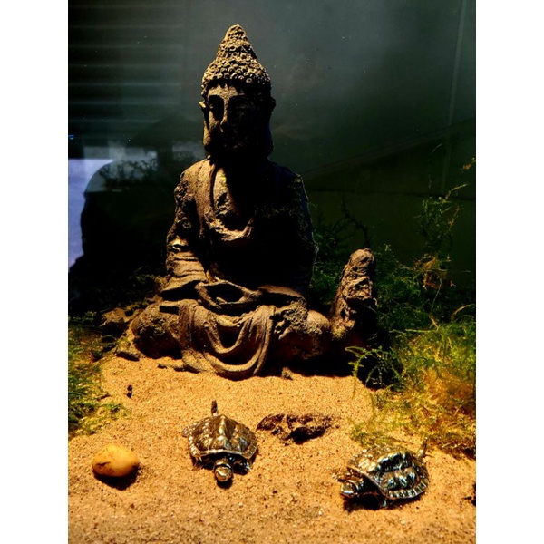 Tượng rùa vàng trang trí bể thủy sinh và tiểu cảnh