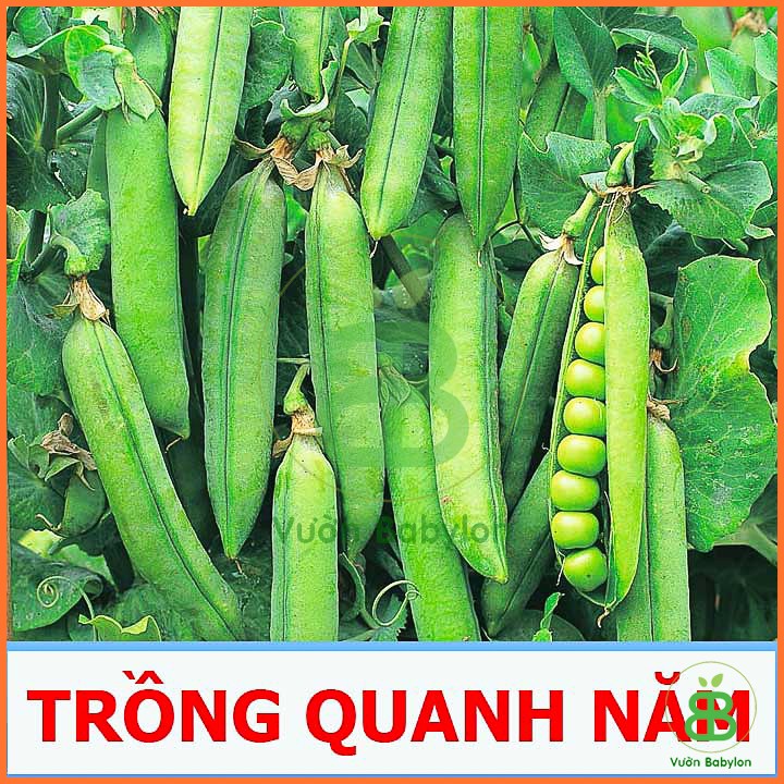 Hạt Giống Đậu Hà Lan Xanh 50G