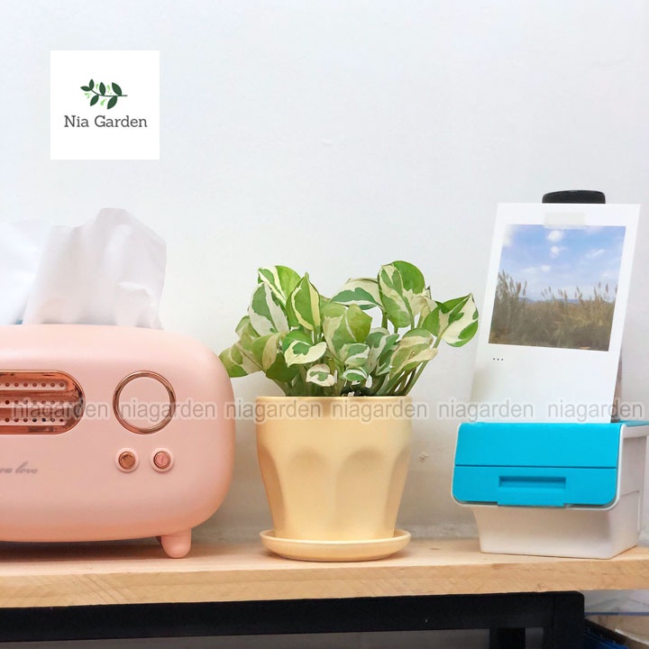 Chậu mini trồng sen đá xương rồng trồng cây để bàn kèm đĩa trang trí bàn làm việc học tập Nia Garden N1