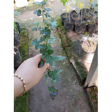 Cây giống táo mèo thu hoạch quả cao 50 cm - Đơn hàng thanh toán trước tặng vòi tưới cây nhỏ giọt tự động hình nón