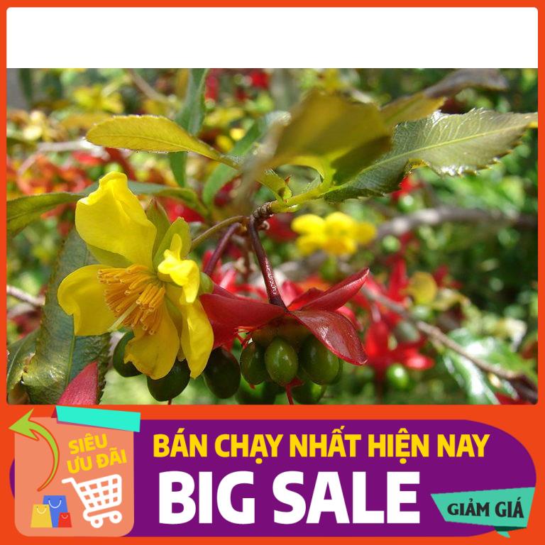 [BIG SALE] Cây mai tứ quý  cao 90cm-1m (ảnh thật số 2) - Tặng kèm phân bón đầu trâu xanh