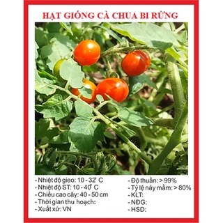 Hạt giống cà chua bi rừng - cà chua bi dại -chhd - gói 20 hạt