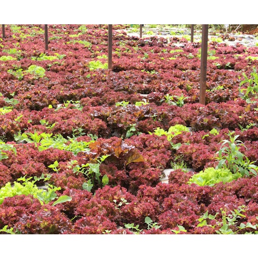 3Gram  Hạt Giống Xà Lách Xoăn Tím Trồng Bốn Mùa