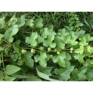 Cây lạc tiên khô 1kg