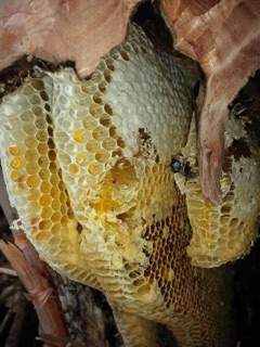 Mật Ong đá giá sỉ