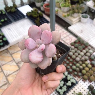 Sen Đá Sỏi Hồng