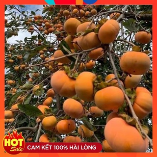 Cây Giống Hồng Giòn Fuyu Mc1 ( 3 Cây ) Quả Giòn Ngọt Năng Suất Cao Cây Ghép Nhanh Cho Quả