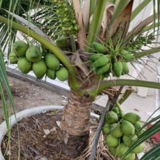 Dừa Xiêm lùn .... siêu sớm...