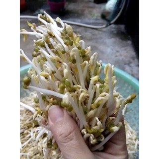 máy làm giá đỗ tự động
