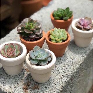 Chậu sen đá mini gồm cây và chậu