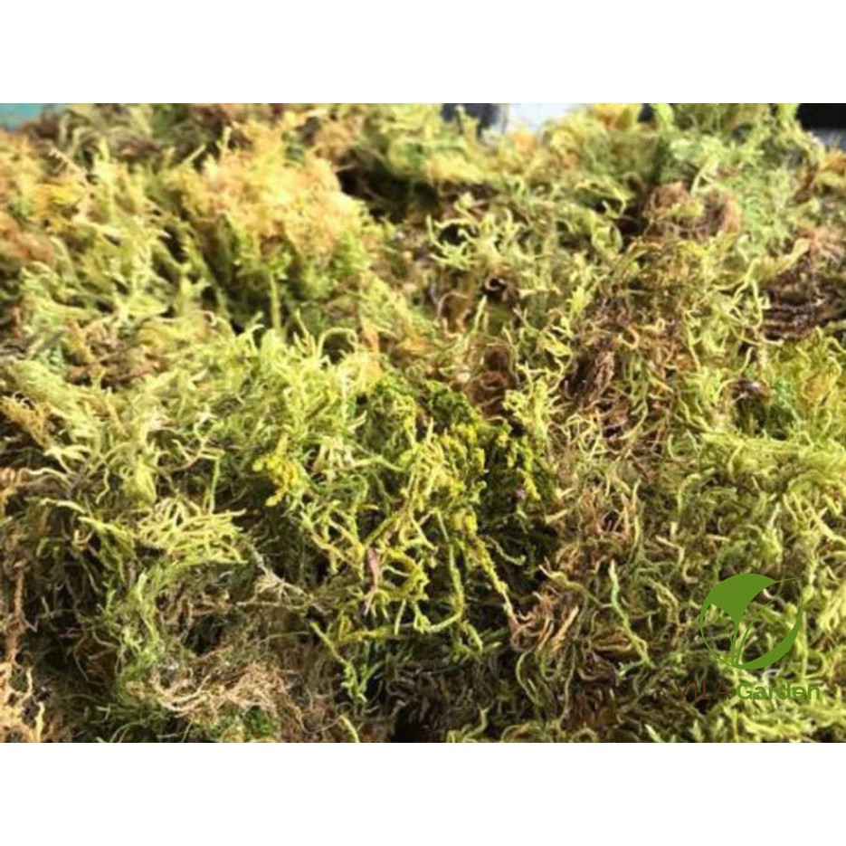 Rêu Rừng Trồng Lan gói 100g