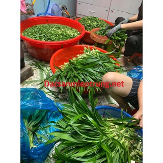 Trà Gạo Lứt Đậu Đen Xanh Lòng