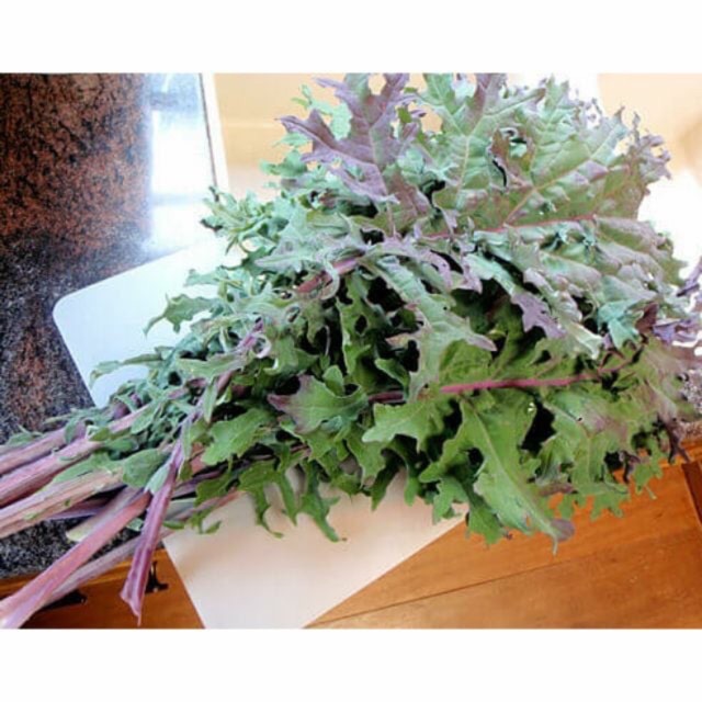 Gói 1g( khoảng 200 hạt) cải Kale Tím ( Organic) ( USDA) ( Non GMO)