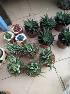 Sen đá móng rồng size lớn