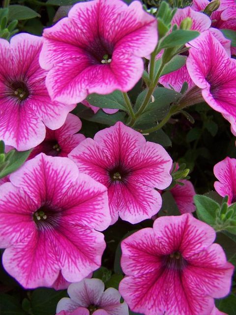 (giá tốt) Hạt giống hoa DẠ YÊN THẢO GÂN (petunia veined) nhiều màu