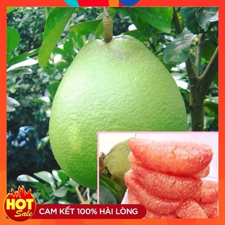 Cây Giống Bưởi Da Xanh ( 3 Cây ) Ruột Đỏ Không Hạt Cây Ghép Nhanh Ra Quả