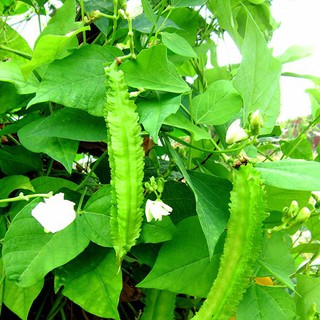 [GIÁ GỐC] Hạt Giống Đậu Rồng ( Đậu Khế ) - 10 hạt
