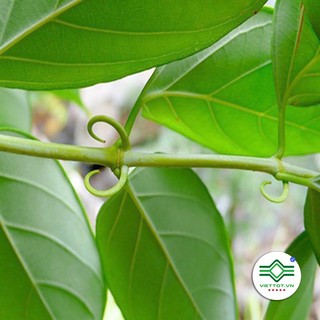 Cây Câu Đằng khô 1KG -T174