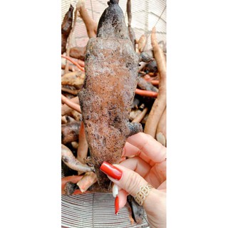 Củ tắc kè đá(1kg)