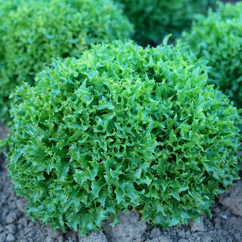 Hạt giống xà lách kim cương Ezburk_ Cây to