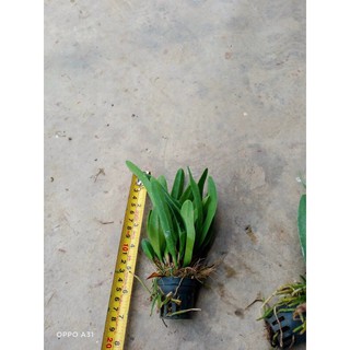 Lan Cattleya Thơm màu trắng tím (cây con)