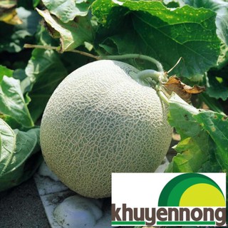 20 Hạt giống dưa lưới xanh