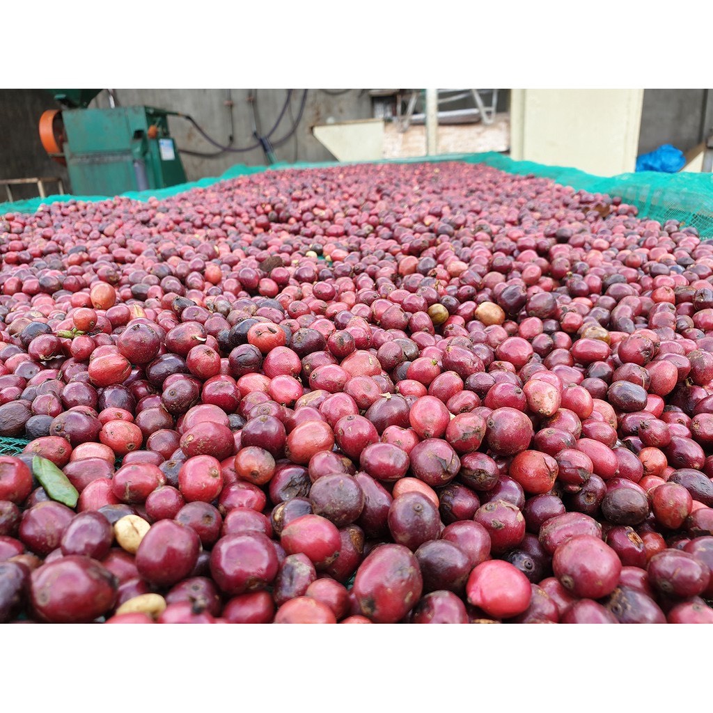 [Tặng kèm ưu đãi phin] Khi mua gói Cà phê 500G - Cà phê Robusta, Arabica rang mộc 100% nguyên chất, Đắng đậm hậu vị ngọ