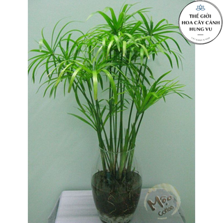 Cây thuỷ trúc thuỷ sinh .