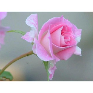 Gốc hồng ngoại [Màu hồng]