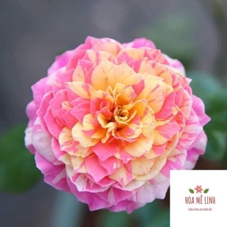 Hoa hồng ngoại Claude Monet rose – Hoa hồng Mỹ màu sọc đẹp nhất-Hoa Mê Linh