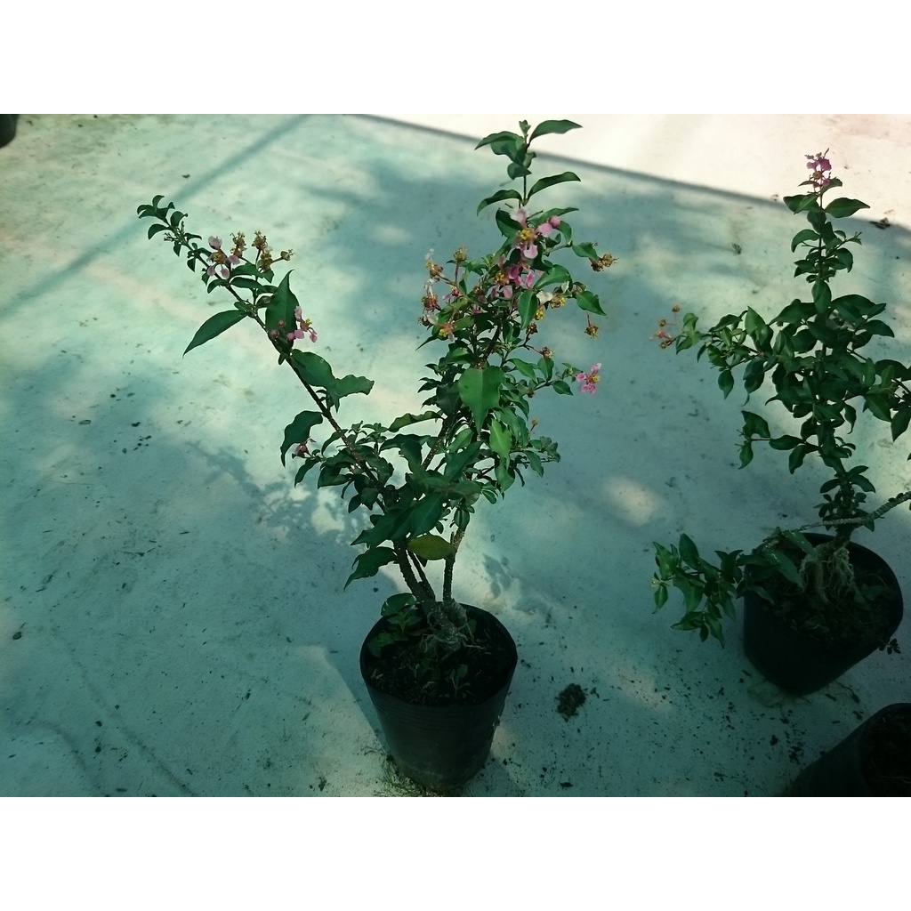 Cây Hồng Ngọc Mai Bonsai - cây cảnh bonsai - caykiengsadec