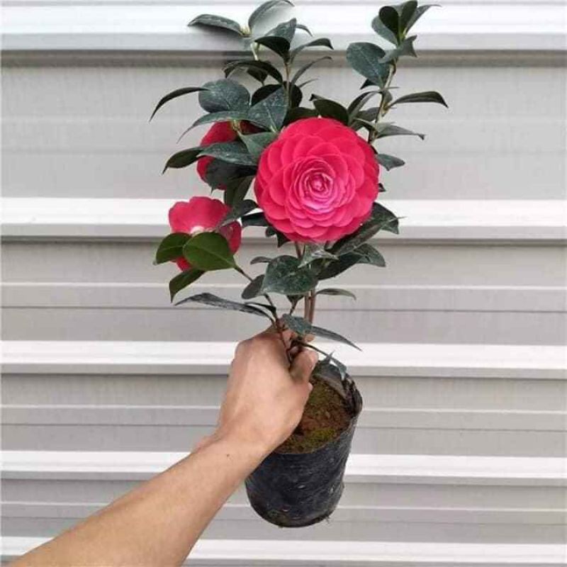 Cây giống trà ngũ sắc 15_20cm đủ màu