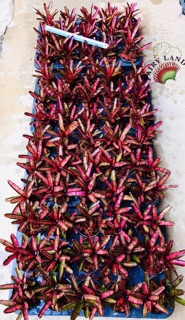 Dứa Nam Mỹ Hot Ember