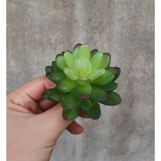 Cây hoa nhựa: Mẫu Sen đá Ruby xanh