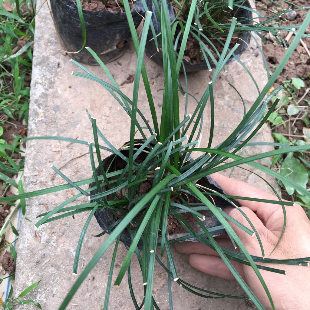 Cây CỎ Tóc Tiên Bụi Nhỏ Trồng Sẵn,Dễ Chăm Thích Hợp Làm Đường Riềm Sân Vườn