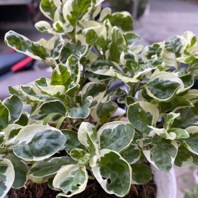 Cây Cẩm thạch mini