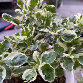 Cây Cẩm thạch mini