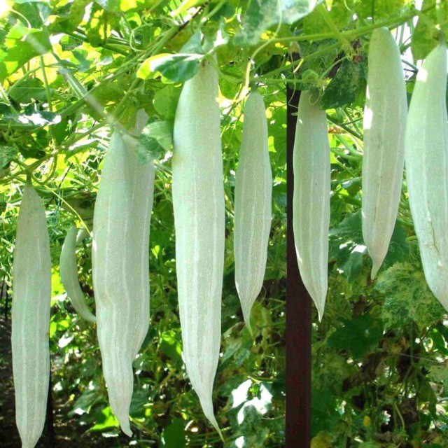 hạt giống khổ qua tây