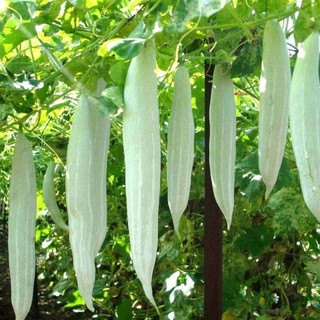 hạt giống khổ qua tây